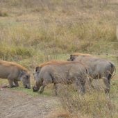  Ngorongoro Crater, TZ